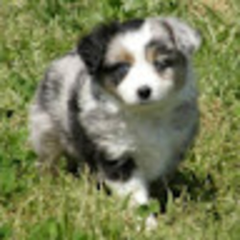 Meet your Posher, Hadley